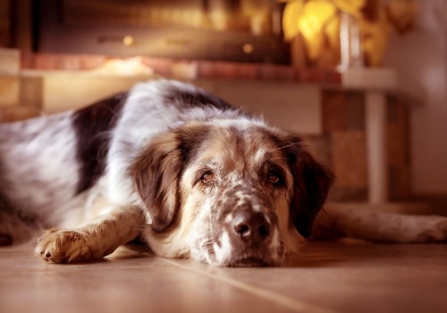 A brown-and-white dog resting its head on the floor