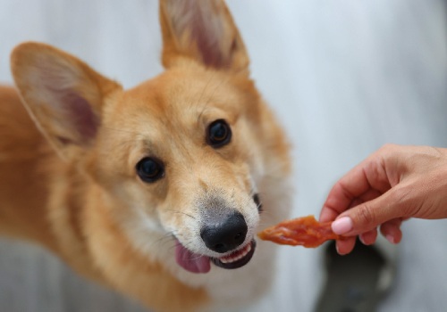 A corgi looking at a strip of food held in a hand