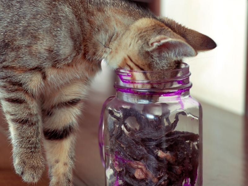 A tabby cat reaching into a glass jar of dried treats