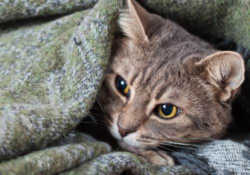 A gray tabby cat resting beneath a blanket