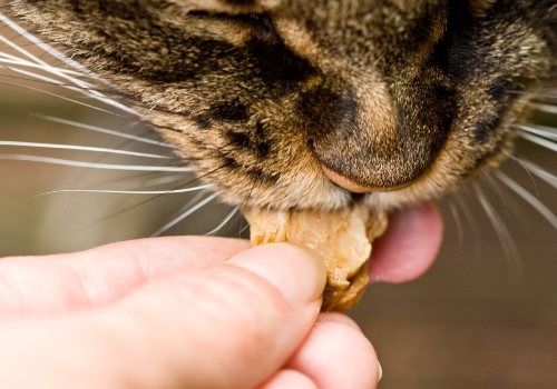 A cat taking a morsel of food from a person's hand