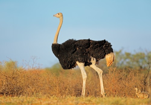 An ostrich standing in dry grass under a blue sky