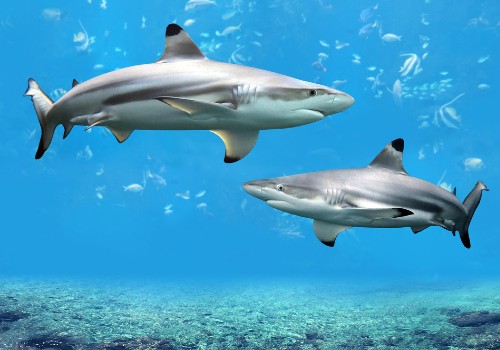 Two sharks swimming above the seabed
